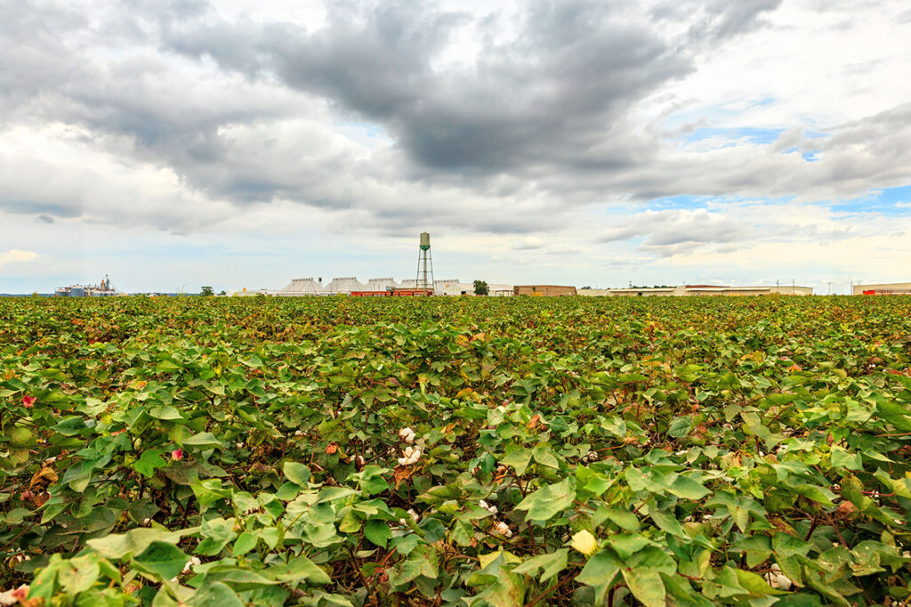 2025 Sustainable Cotton Challenge